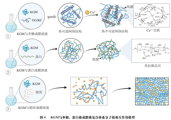 开云 开云体育官网《食品科学》：哈尔滨商业大学朱秀清教授等：魔芋葡甘露聚糖基物理共混改性复合膜研究进展(图7)