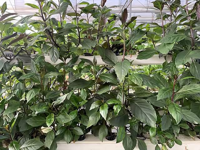 开云体育 Kaiyun.com 官网入口想了解紫背菜的食用价值和管道水培技术？点击这里了解更多！(图2)